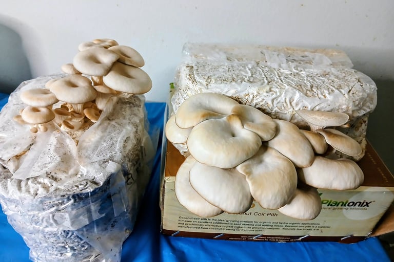 one oyster block side fruiting and one block top fruiting