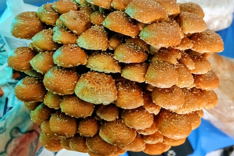 Large chestnut mushroom fruiting block with dense cluster of capped mushrooms