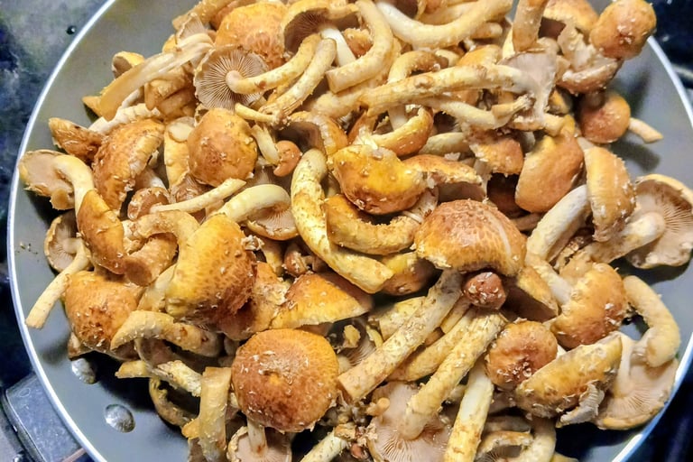 Fresh homegrown chestnut mushrooms cooking in a pan on the stovetop