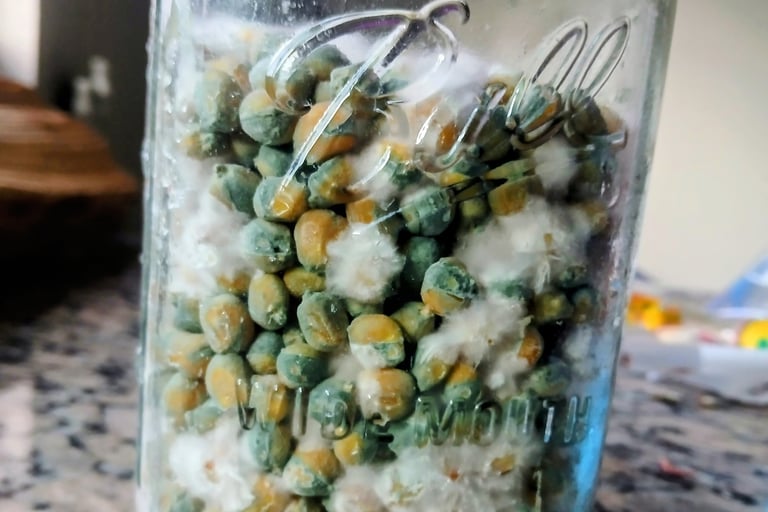 contaminated grain jar green mold