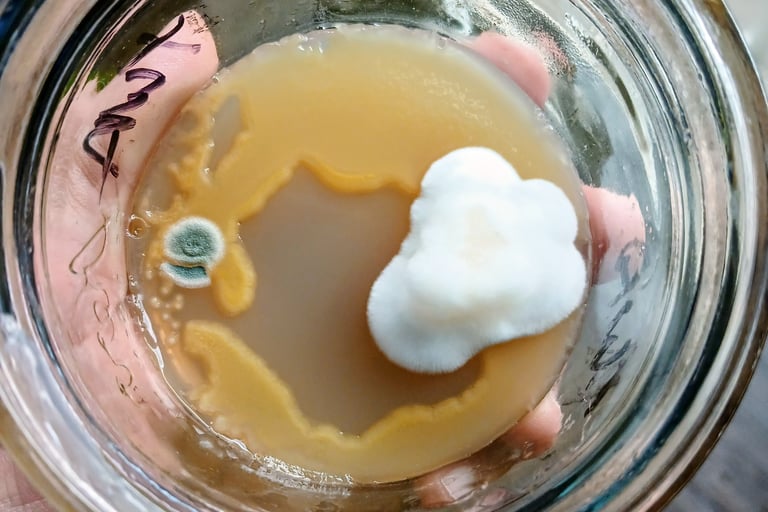 agar plate with wet spot bacteria