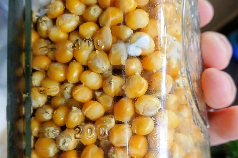 corn grain spawn in a mason jar