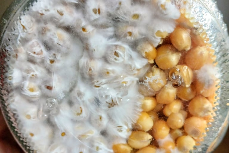 corn grain jar with dense mycelium — this jar is at the edge of the shaking window, much harder to b