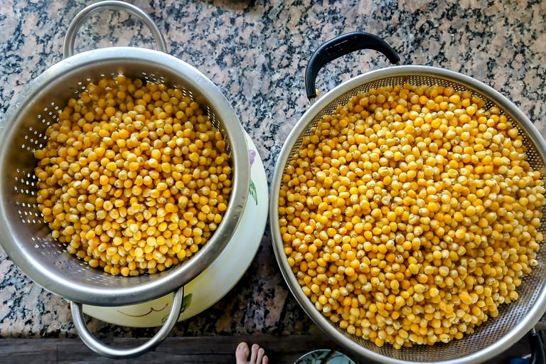 Two colanders with corn drying before being loaded into jars for mushroom grain spawn