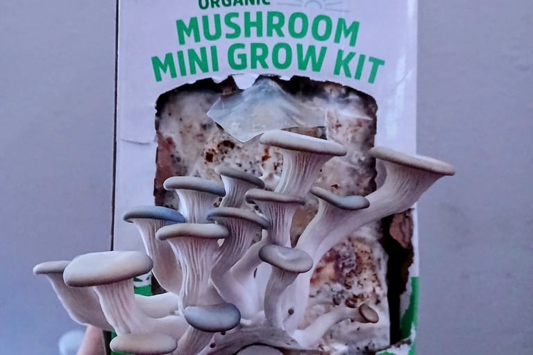 Back to the Roots mushroom grow kit fruiting oyster mushrooms on a kitchen counter