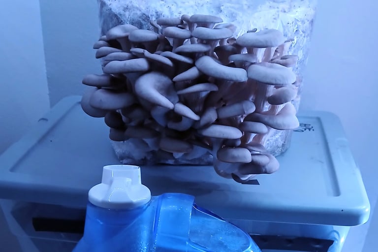 A humidifier in front of a oyster grow kit to keep it from drying out.
