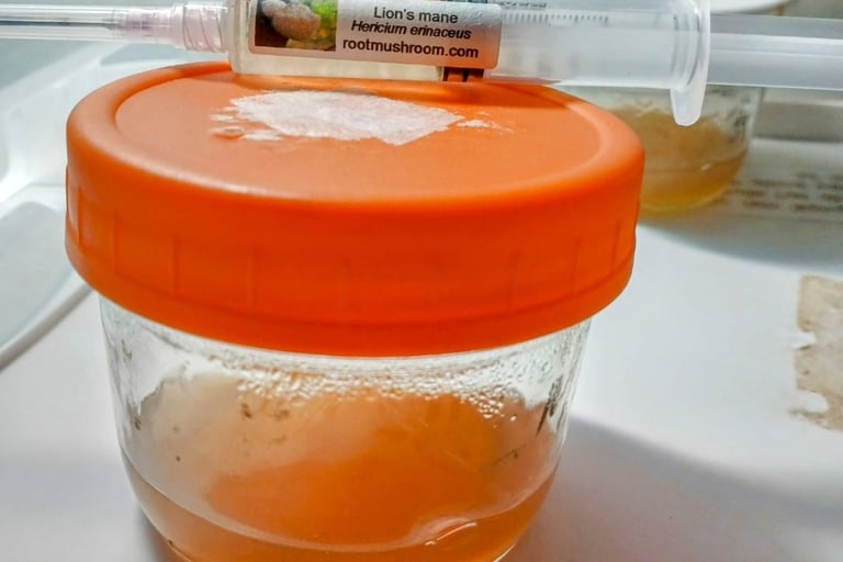 No pour agar jar with lions mane LC syringe ontop