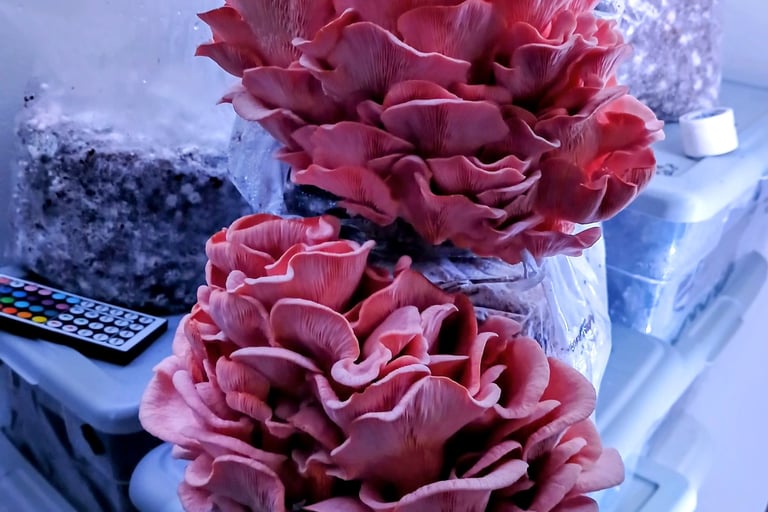Two pink oyster mushroom blocks stacked on top of each other and fruiting