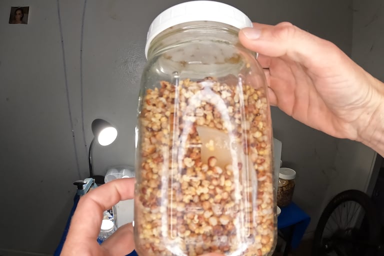mason jar of wbs grain spawn