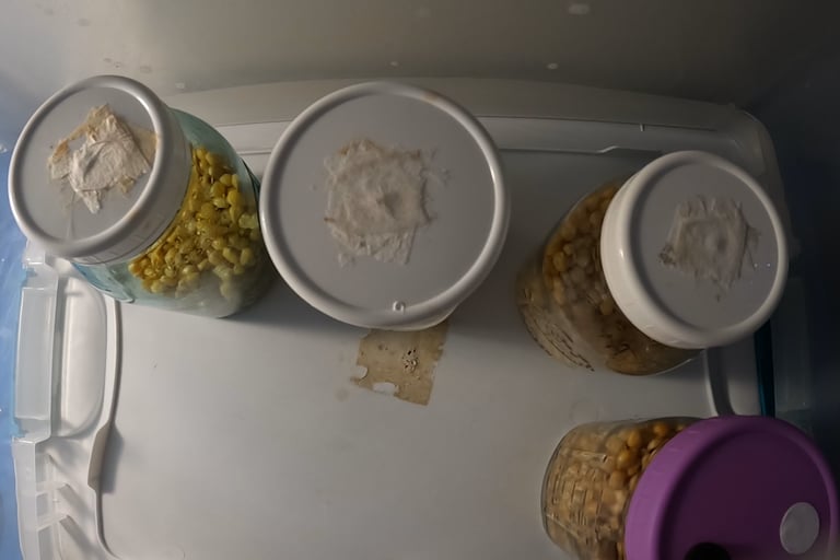 still air box with grain jars in it