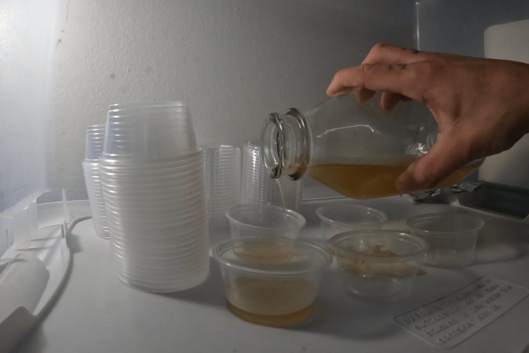 pouring agar into ketchup cups in a still air box