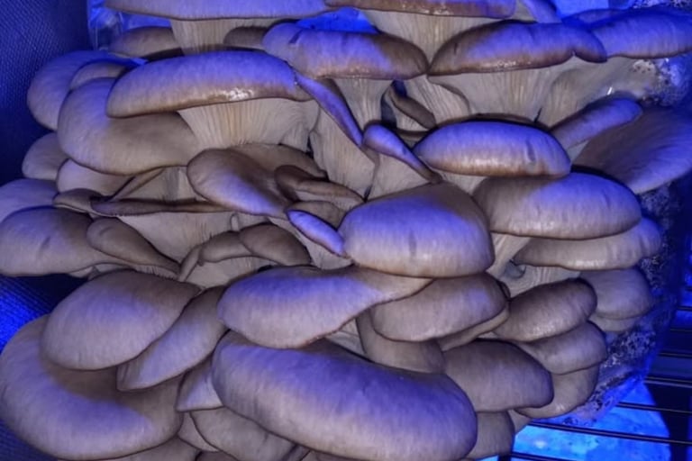 oyster mushroom growing on a rack in a small grow area