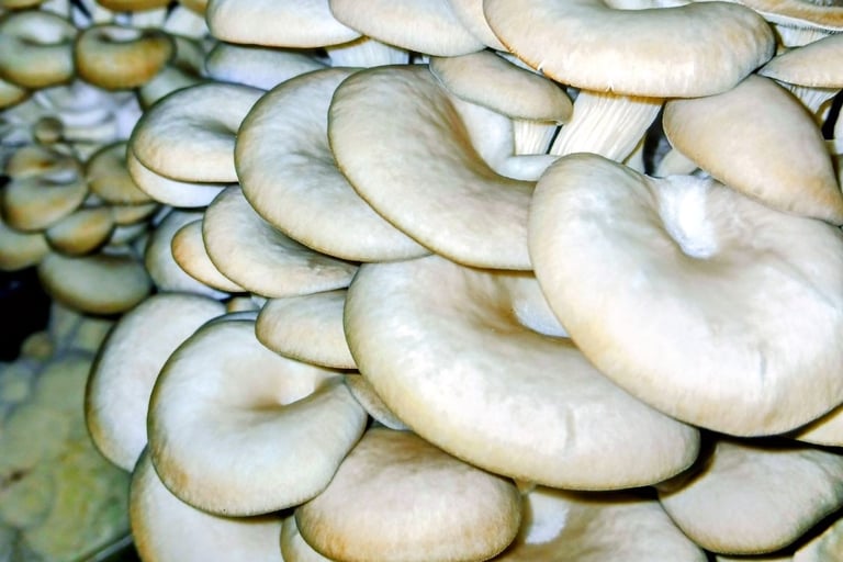 oyster mushrooms growing in a apartment