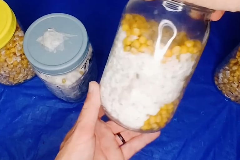 Mushroom grain jar at 30 percent colonization ready for the break and shake technique