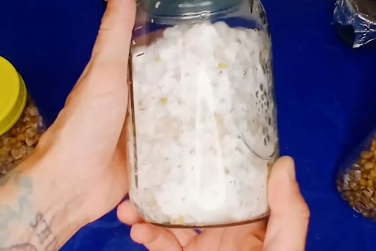 healthy white mycelium grain jar
