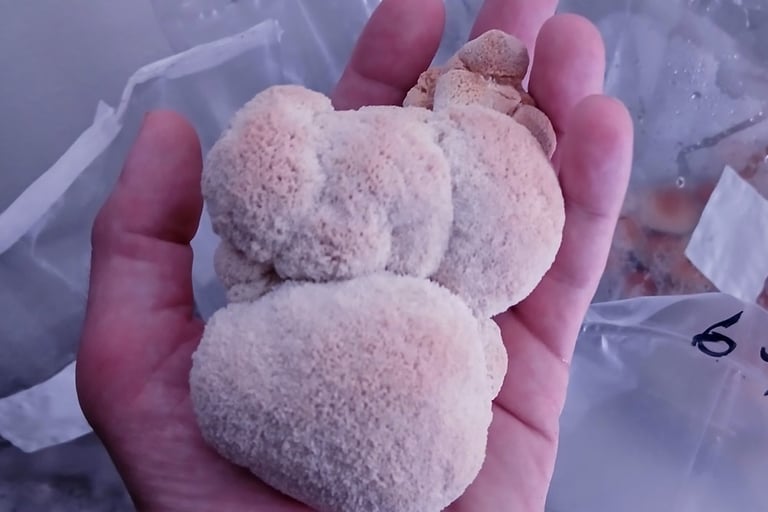 lions mane musrhoom being held in a hand after harvest