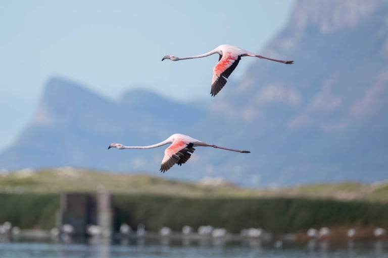 two flamingos flying over a body of water in Cape Town