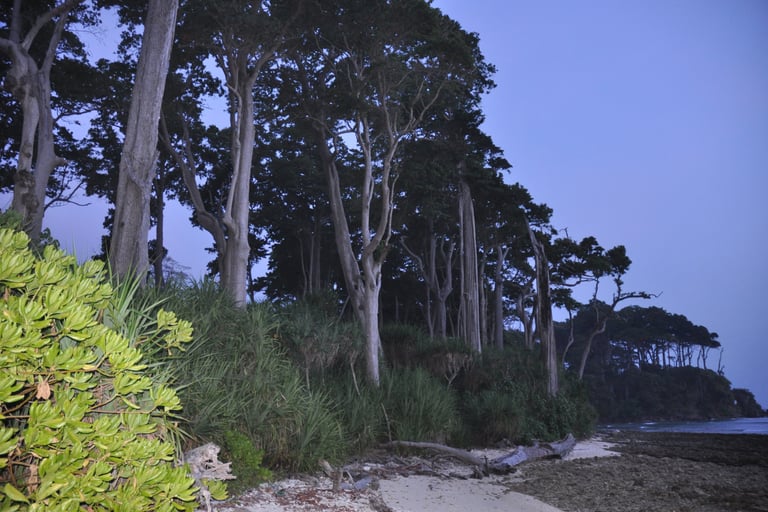 beach, Neil Island, Andaman and Nicobar Islands