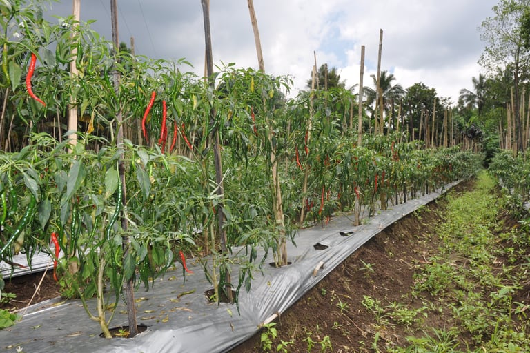 chillies growing in the Minahasa Highlands, sulawesi, indonesia
