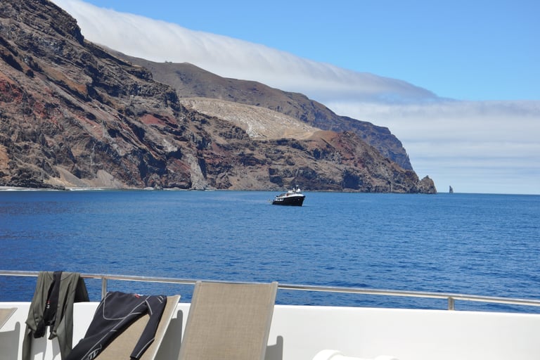 Great White shark diving in Guadalupe Island, off the coast of Mexico