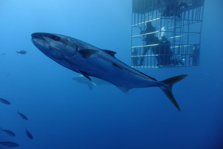 Great White shark diving in Guadalupe Island, off the coast of Mexico