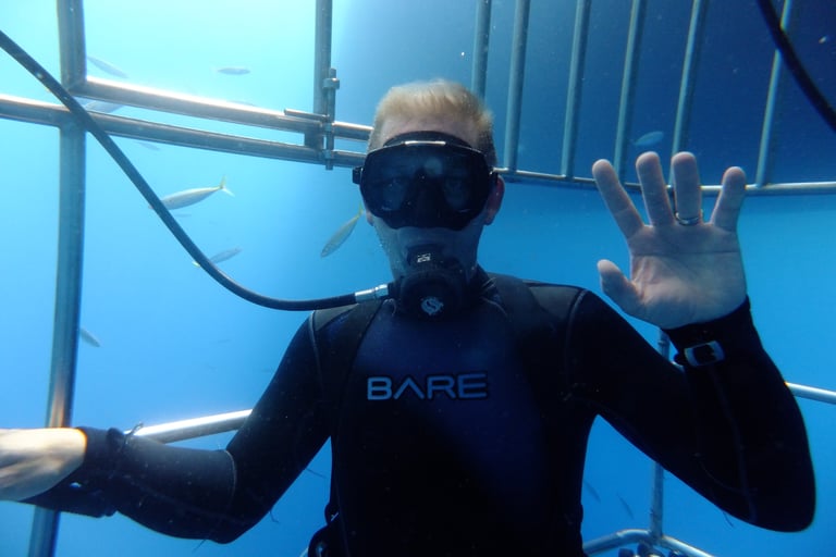 Great White shark diving in Guadalupe Island, off the coast of Mexico
