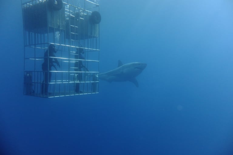 Great White shark diving in Guadalupe Island, off the coast of Mexico