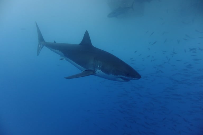 Great White shark diving in Guadalupe Island, off the coast of Mexico