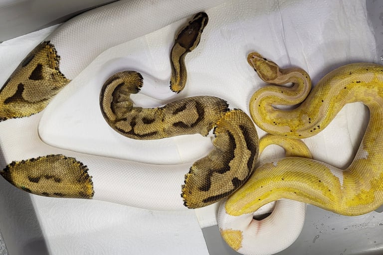 Pair Pied Ball Pythons-Breeder ball python-Pet Den