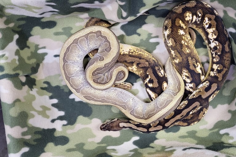 Conundrum clutch-Breeder ball python-Pet Den