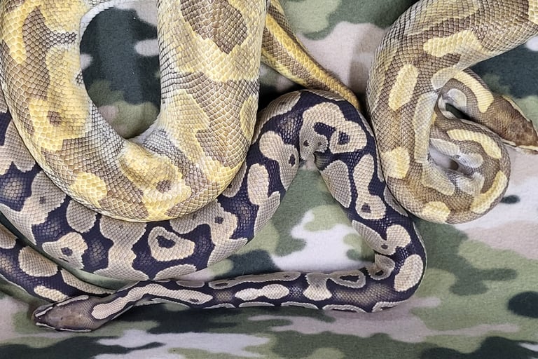 Pair enchi butter hypo-Breeder ball python-Pet Den