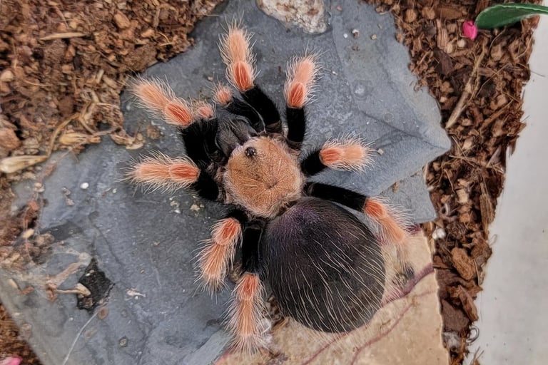 Mexican fire leg-Pet Den