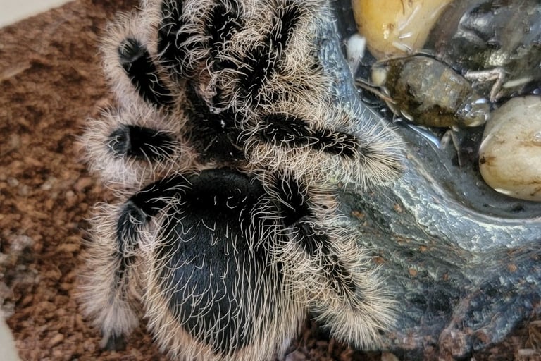 Curly hair-Pet Den