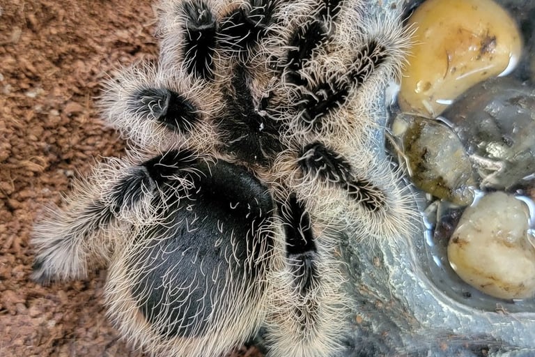 Curly hair-Pet Den