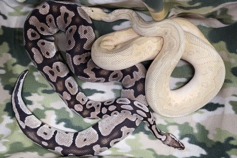 Pastel Axanthic Clown
