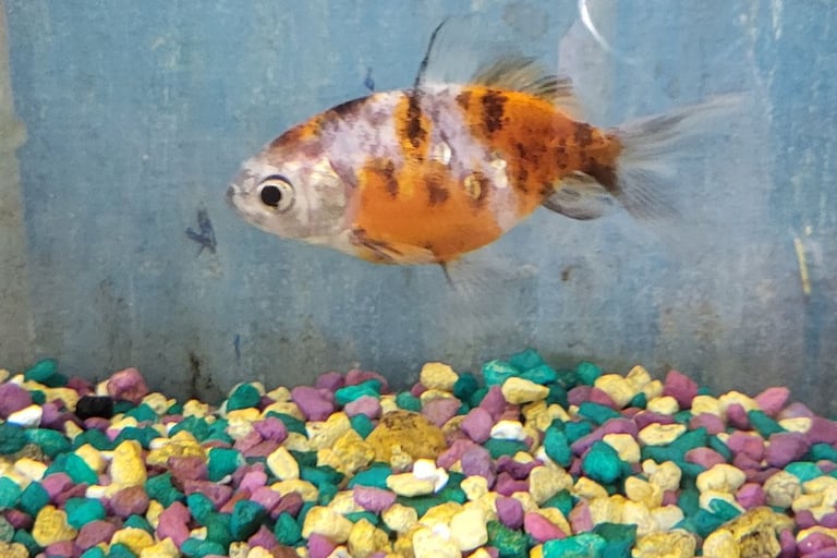 Calico Fantail Goldfish - Pet Den
