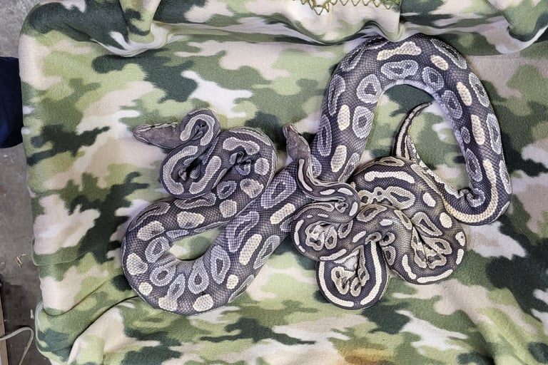 Female-Black-Pastel-Hypo-Male-Mojave-Hypo