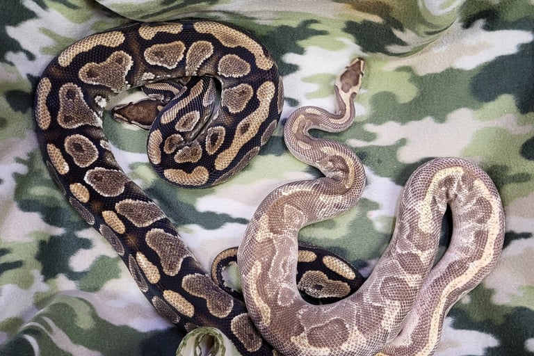 Enchi-Yellowbelly-Pet-Den