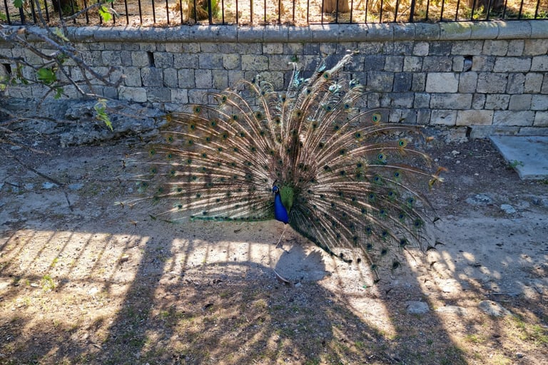 A colorful male peacock displays its vibrant tail feathers near a stone wall and black iron fence.