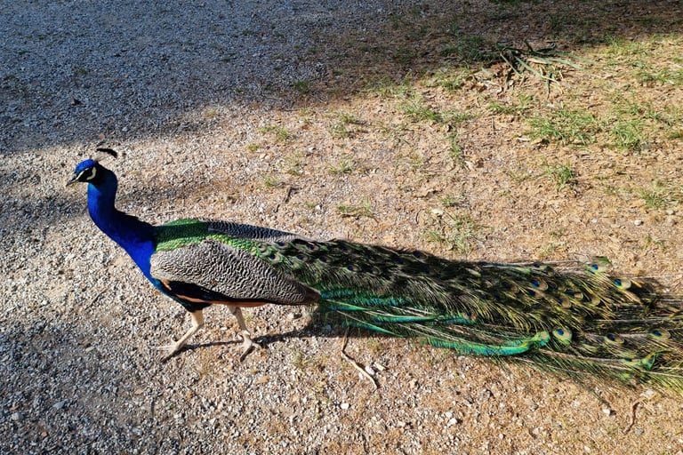 A male Indian peacock with a long green iridescent tail walking across a gravel path.