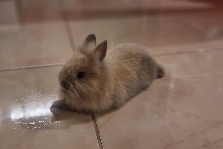a small rabbit sitting on the floor