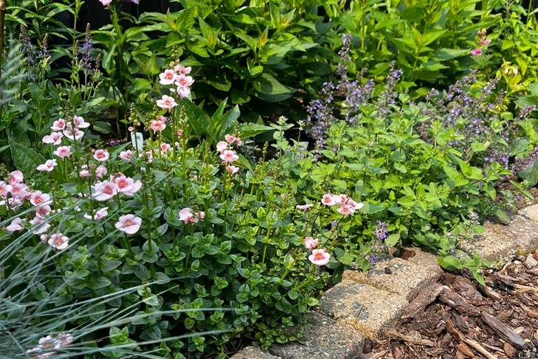 flowers for spring, pink and purple