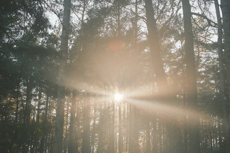 light beams peak through forest trees