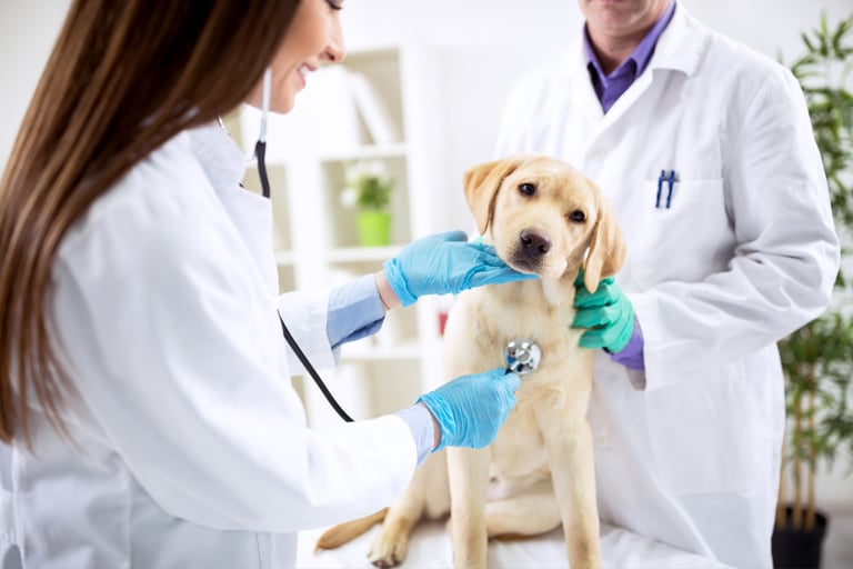  TKEL veterinario a domicilio  en Espartinas Sanlúcar umbrete olivares salteras valencina de la concepción tomares Gines Borm