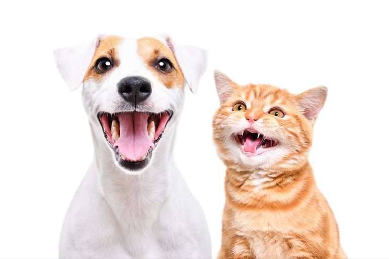 TKEL veterinario a domicilio en Espartinas Sanlúcar umbrete olivares salteras valencina de la concepción tomares Gines Borm