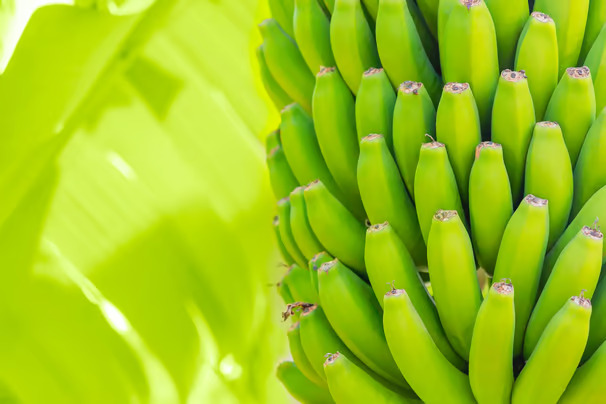 Racimo de banana con Organicrab aplicado