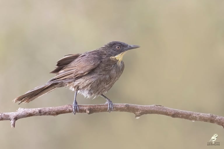 Yellow-throated Leaflove perched on a branch | Birding Adventures Gambia