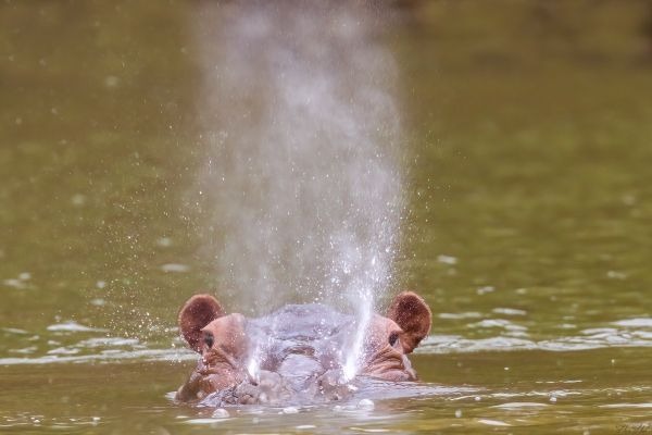 Hippopotamus in the Gambia River Niokolo-Koba National Park wildlife