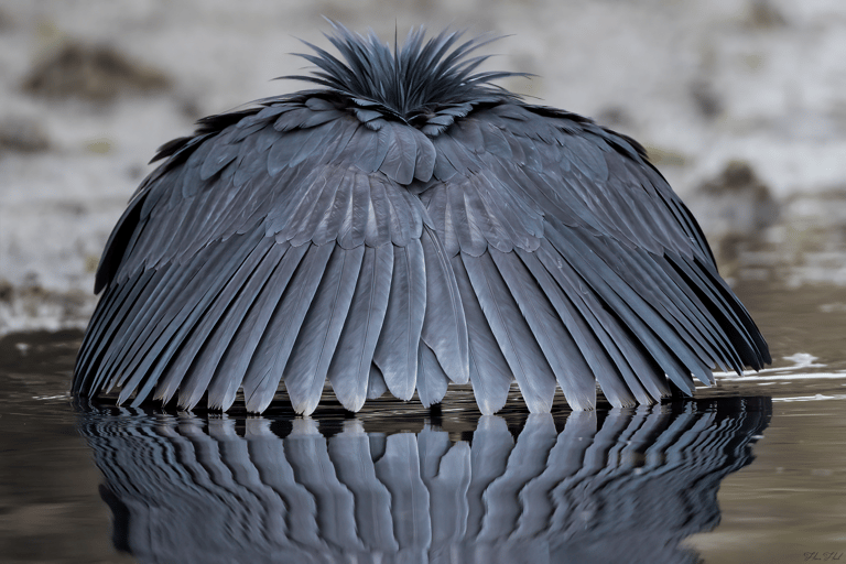 Black Heron | Birding Adventures Gambia