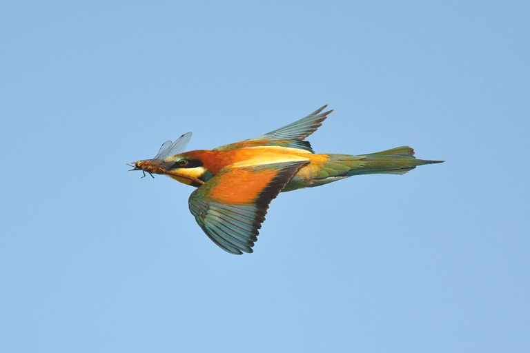 European Bee-eater in flight with insect